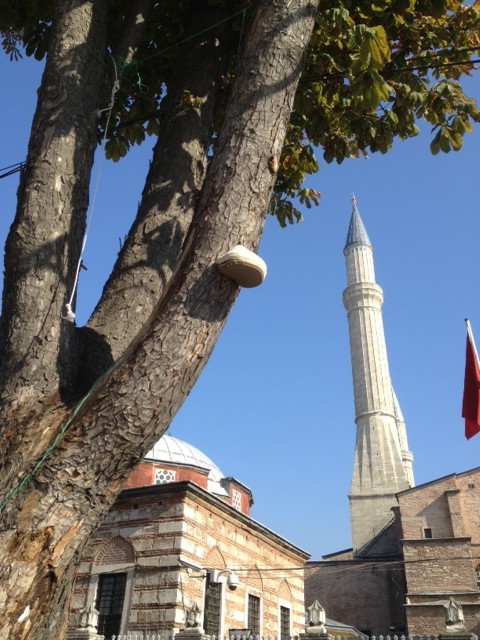 Tonderzwam paddestoel bij Hagia Sophia