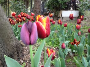 tulpen in istanbul